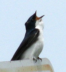 Tachycineta bicolor