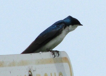 Tachycineta bicolor