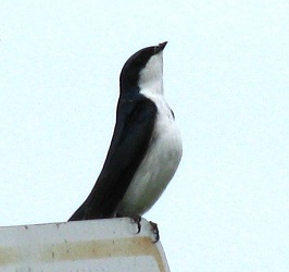 Tachycineta bicolor