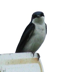 Tachycineta bicolor