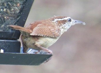 Thryothorus ludovicianus