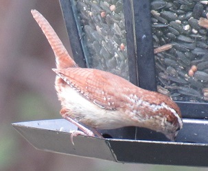 Thryothorus ludovicianus