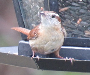 Thryothorus ludovicianus