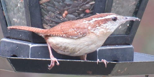 Thryothorus ludovicianus