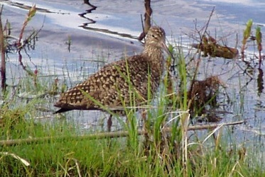 Tringa semipalmata