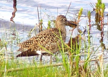 Tringa semipalmata