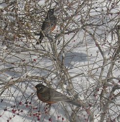 Turdus migratorius