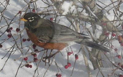 Turdus migratorius