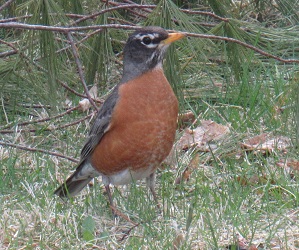 Turdus migratorius