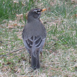 Turdus migratorius