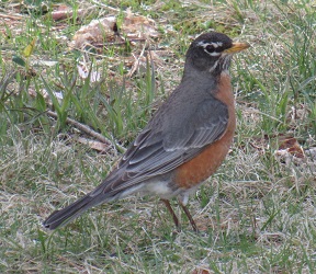 Turdus migratorius