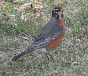 Turdus migratorius
