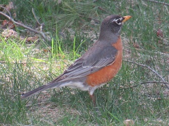 Turdus migratorius