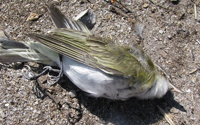 Vireo olivaceus