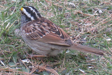 Zonotrichia albicollis