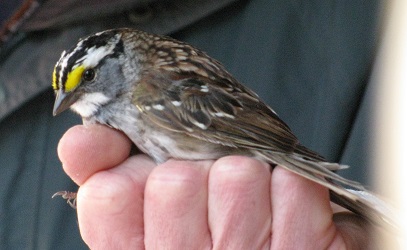 Zonotrichia albicollis