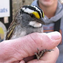Zonotrichia albicollis