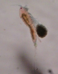 Amphipoda