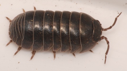 Armadillidium vulgare