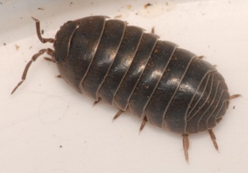 Armadillidium vulgare