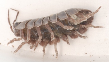 Armadillidium vulgare