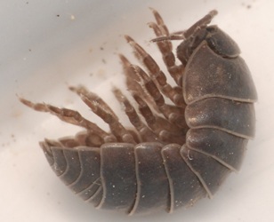Armadillidium vulgare