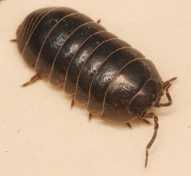 Armadillidium vulgare