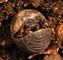 Armadillidium vulgare