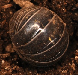 Armadillidium vulgare