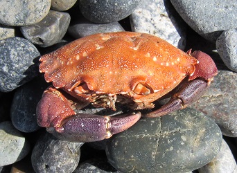 Carcinus maenas