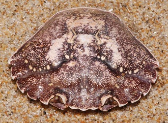 Carcinus maenas