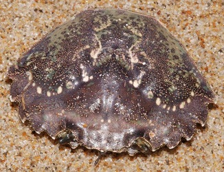 Carcinus maenas