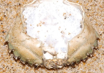 Carcinus maenas