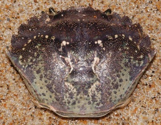 Carcinus maenas