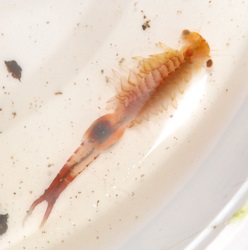 Eubranchipus vernalis