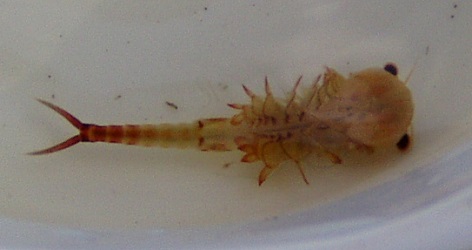 Eubranchipus vernalis