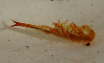 Eubranchipus vernalis