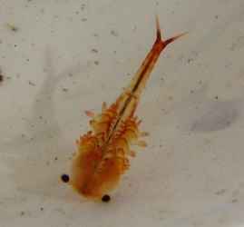 Eubranchipus vernalis