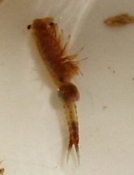 Eubranchipus vernalis