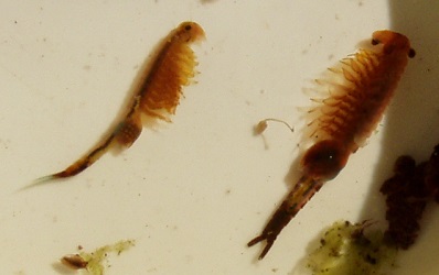 Eubranchipus vernalis