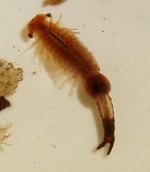 Eubranchipus vernalis