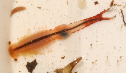 Eubranchipus vernalis