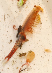 Eubranchipus vernalis
