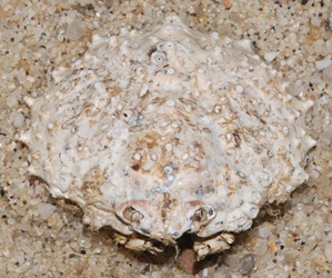 Libinia emarginata