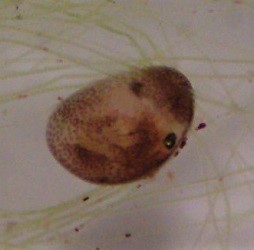 Ostracoda