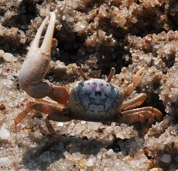Uca pugilator