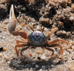 Uca pugilator