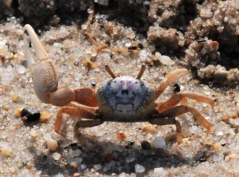 Uca pugilator