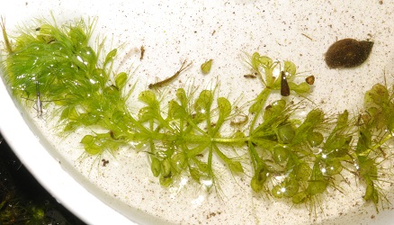 Aldrovanda vesiculosa