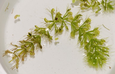 Aldrovanda vesiculosa